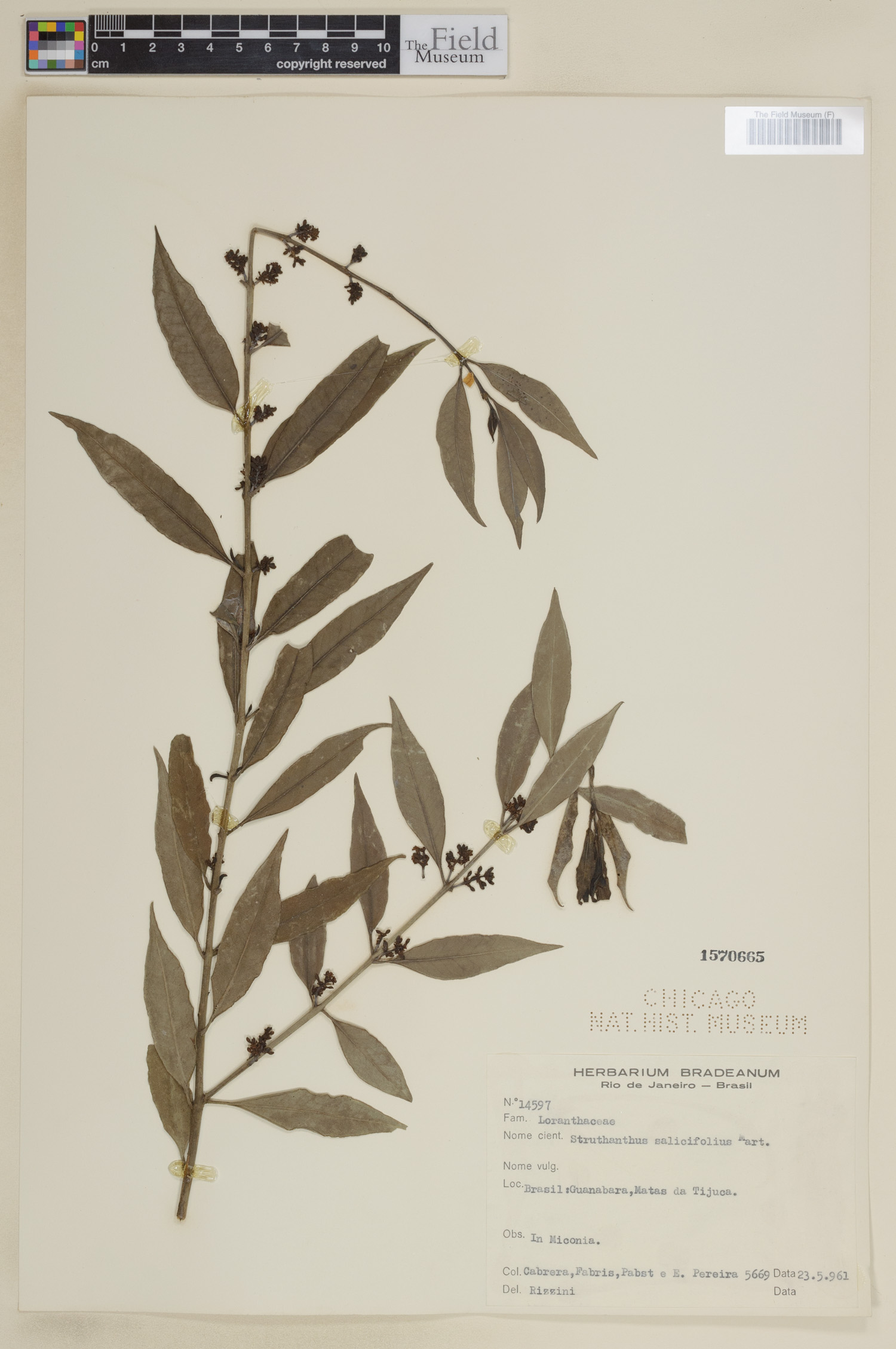 Struthanthus salicifolius image