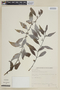 Struthanthus salicifolius image