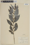 Struthanthus salicifolius image