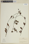 Struthanthus uraguensis image