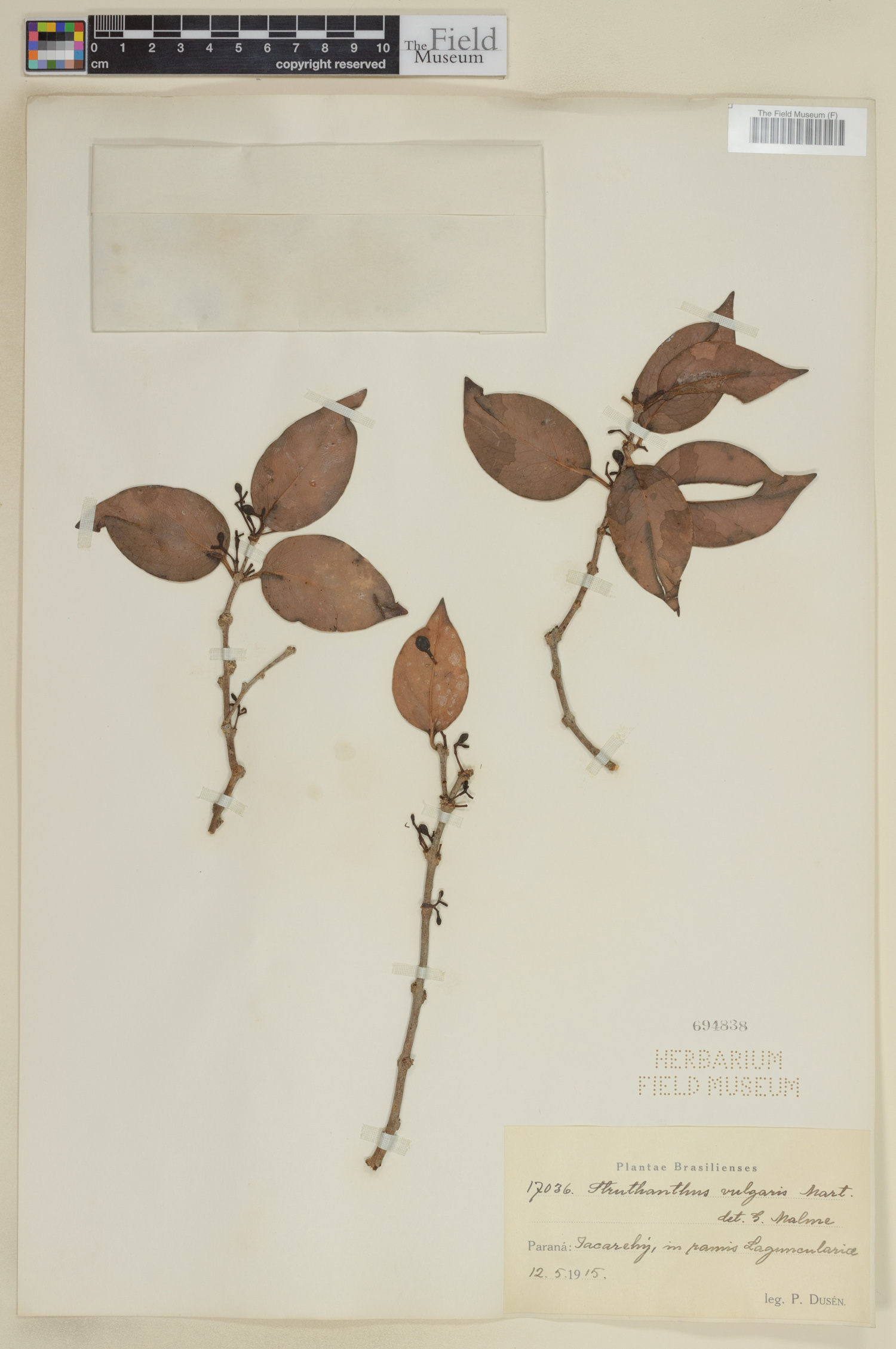 Struthanthus vulgaris image