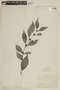 Struthanthus vulgaris image