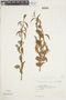 Tripodanthus acutifolius image