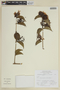 Tripodanthus acutifolius image