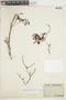 Tripodanthus flagellaris image