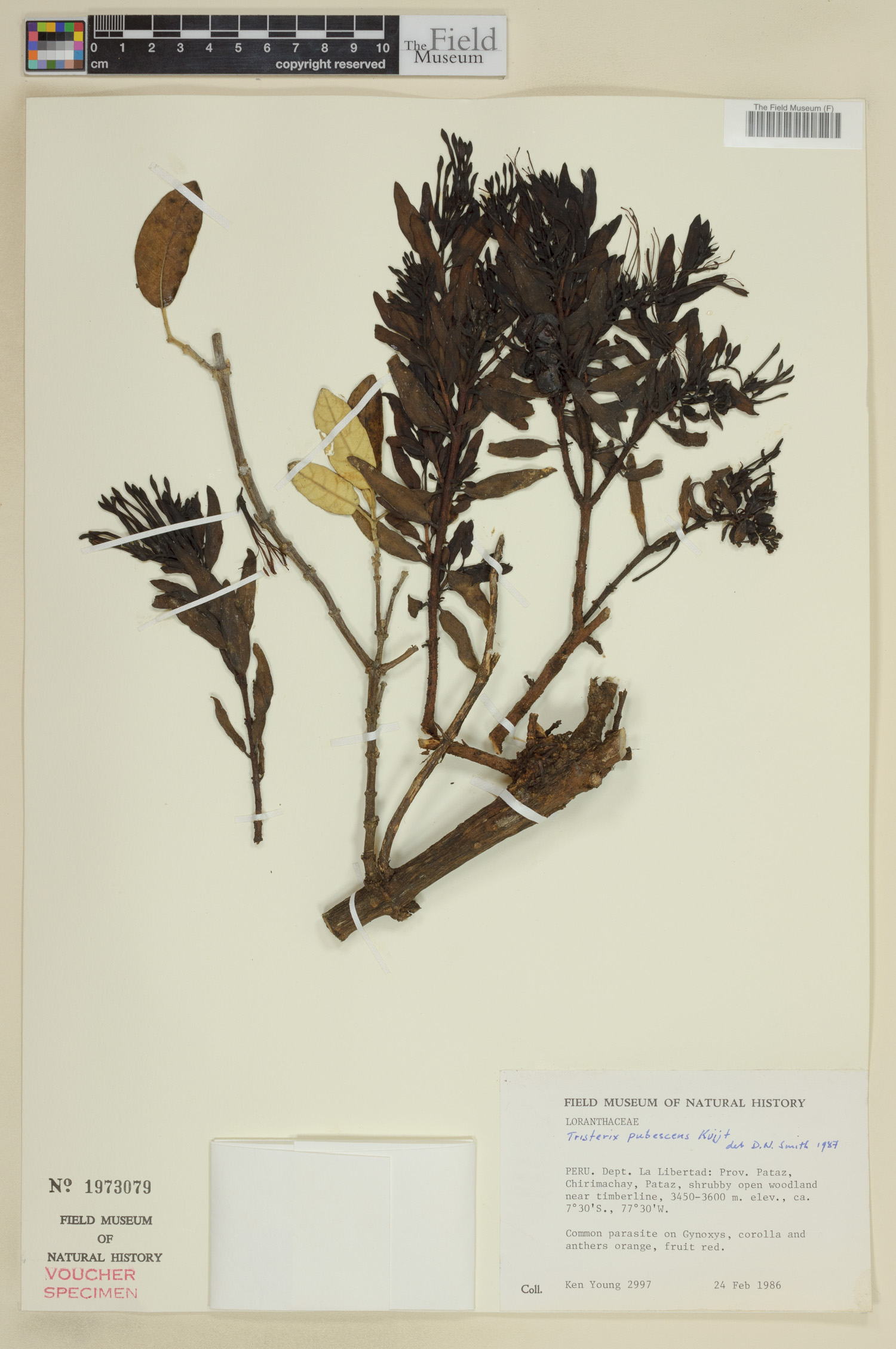 Tristerix pubescens image