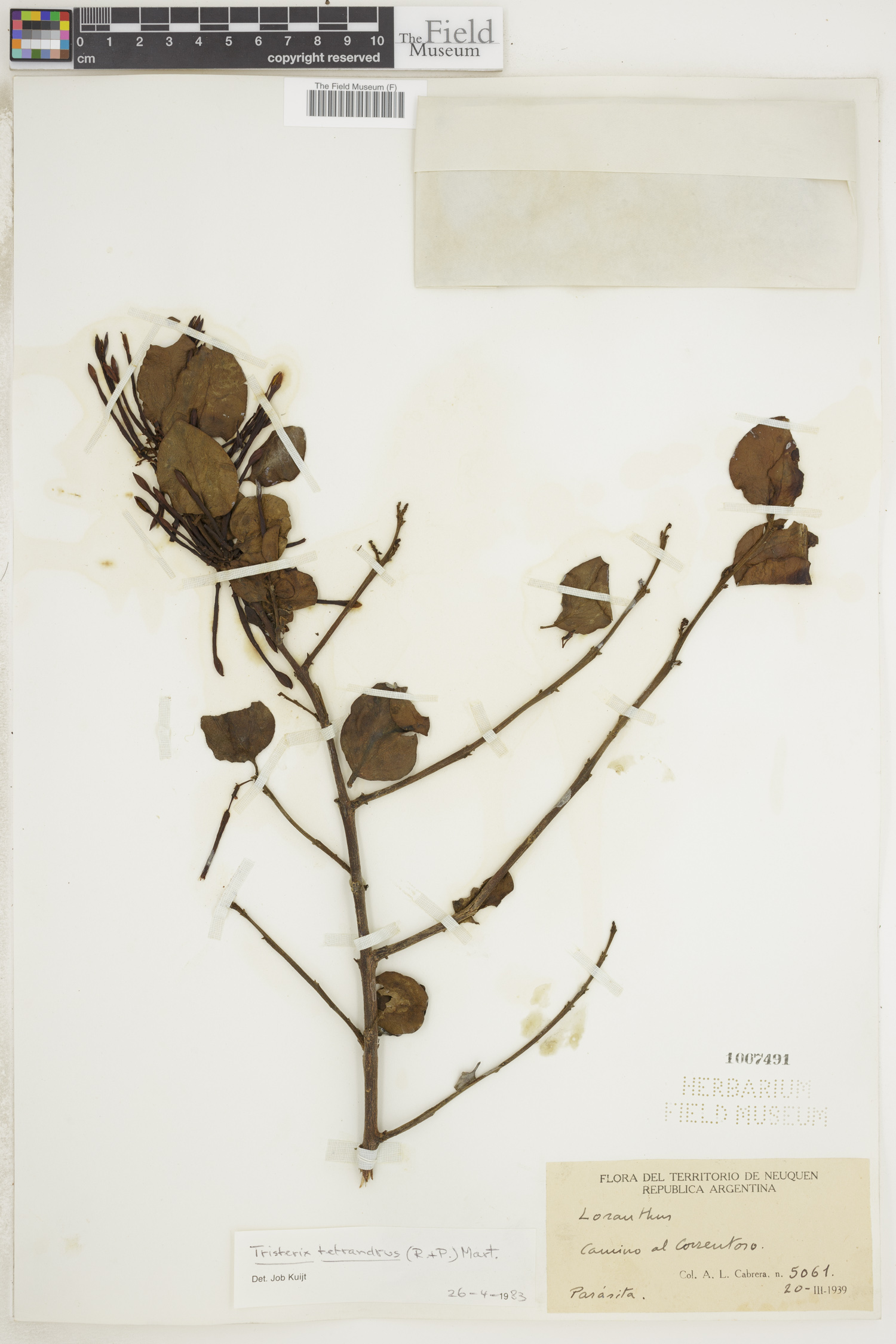 Tristerix tetrandrus image