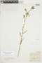 Malesherbia linearifolia image
