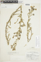 Malesherbia linearifolia image