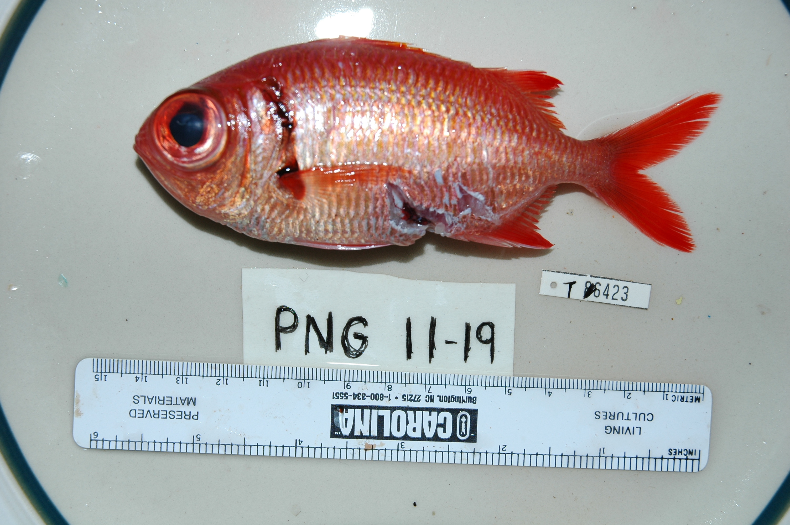 Myripristis murdjan thumbnail