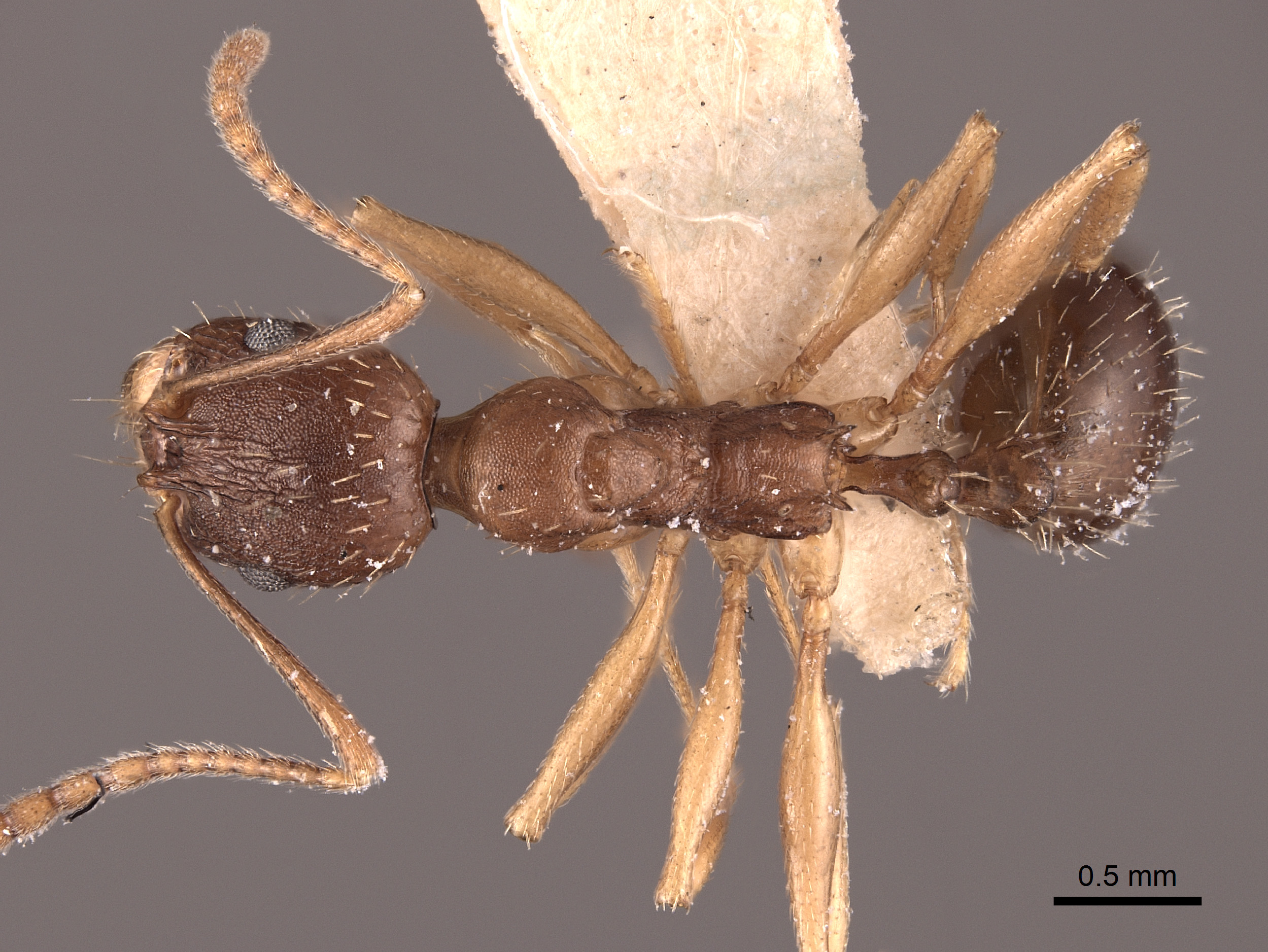 Aphaenogaster aquia image