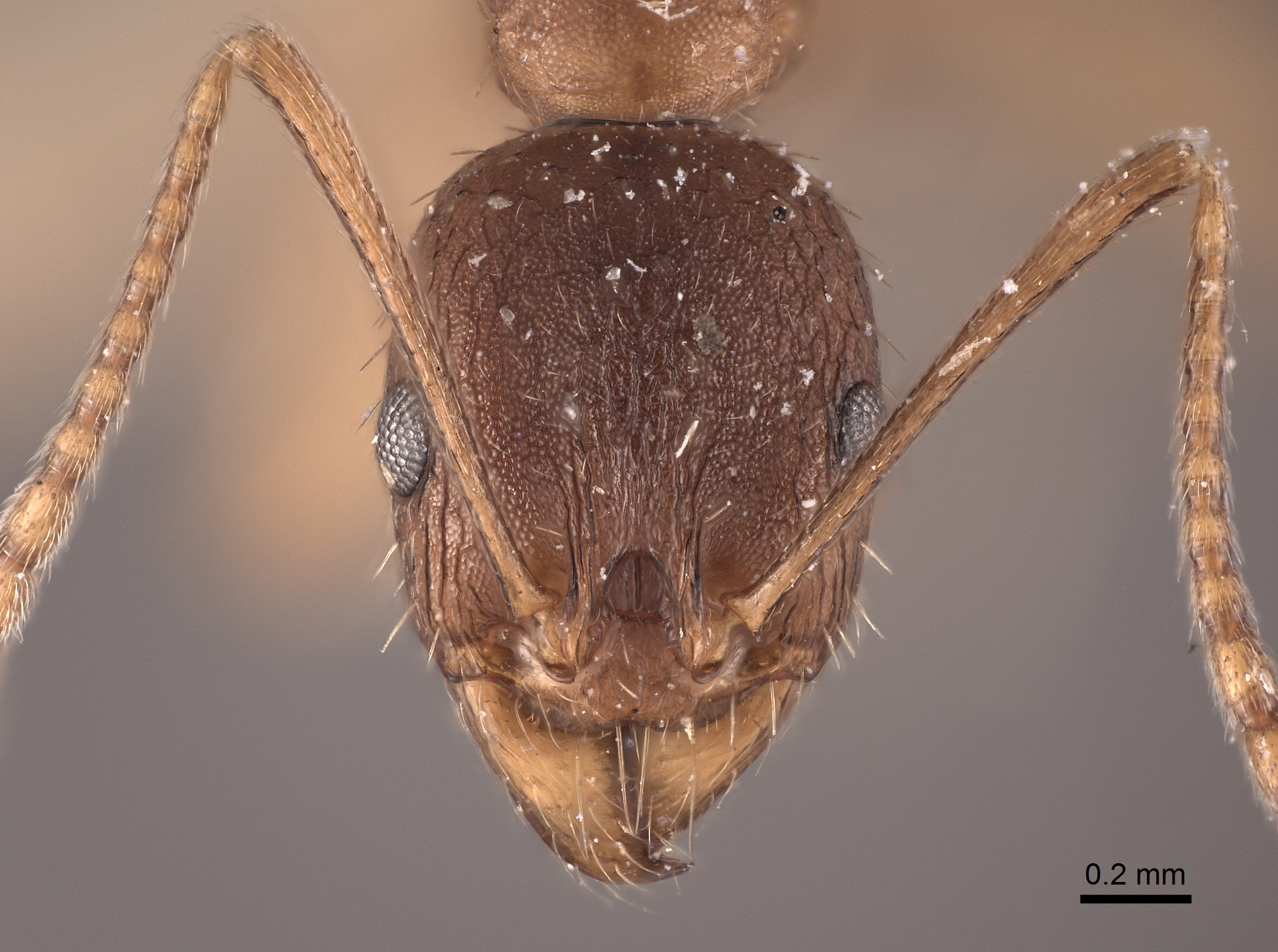 Aphaenogaster aquia image