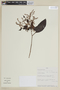 Leandra secundiflora image