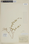 Cuphea origanifolia image