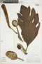 Artocarpus incisus image