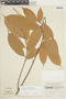 Batocarpus orinocensis image