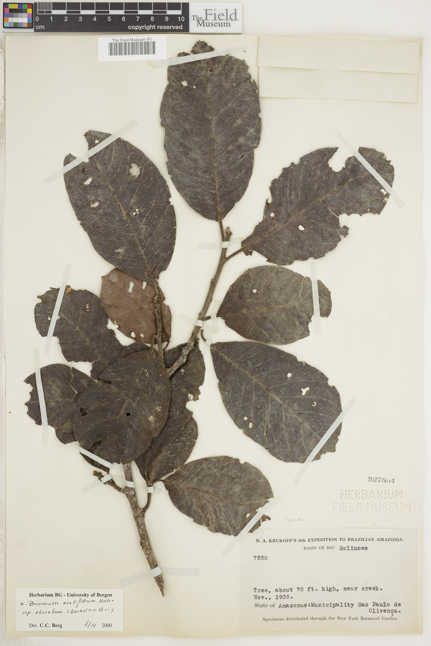 Brosimum acutifolium image