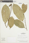 Clarisia ilicifolia image