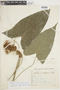 Dorstenia arifolia image