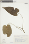 Dorstenia ramosa subsp. dolichocaula image