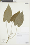 Dorstenia ramosa subsp. dolichocaula image