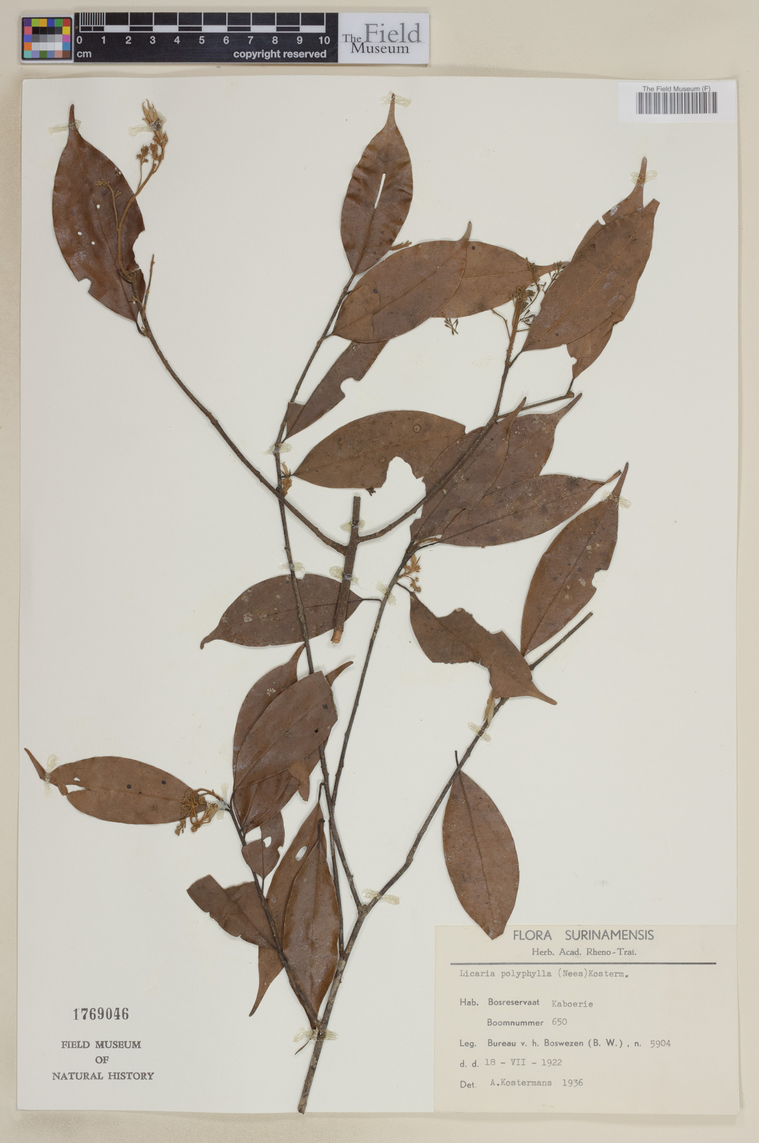 Licaria polyphylla image