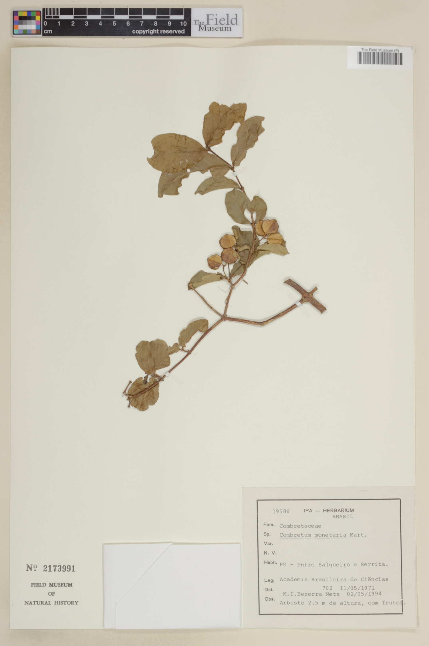 Combretum monetaria image
