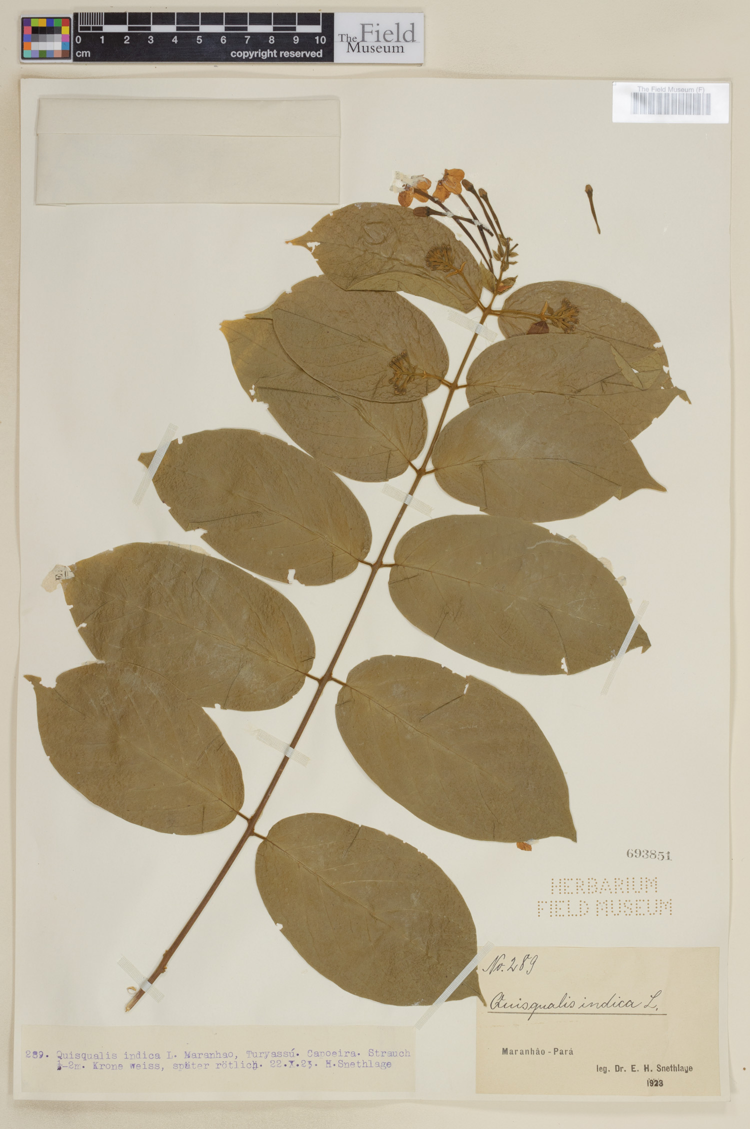 Quisqualis indica image