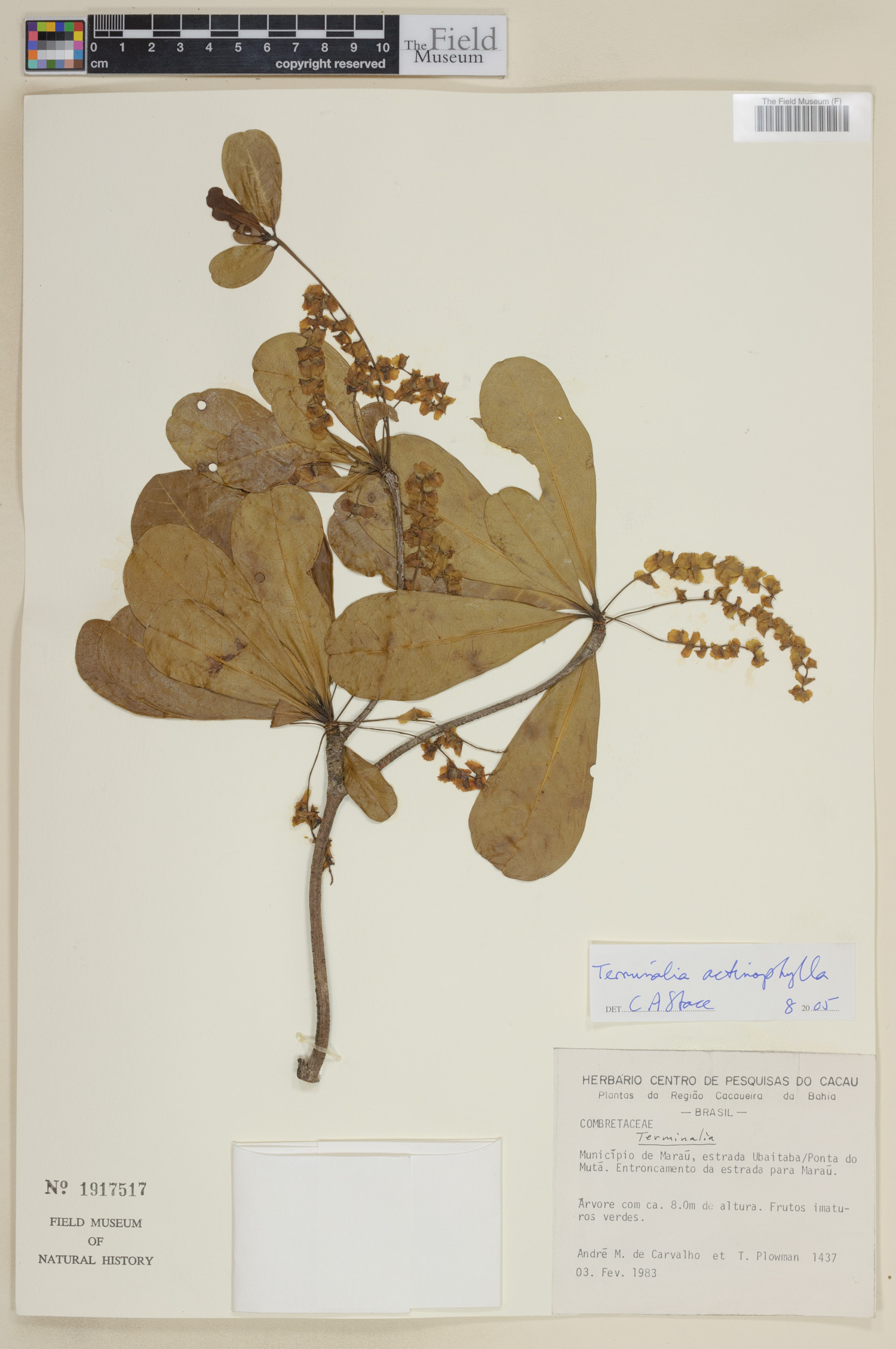 Terminalia actinophylla image
