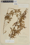 Terminalia australis image