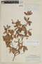 Terminalia fagifolia image