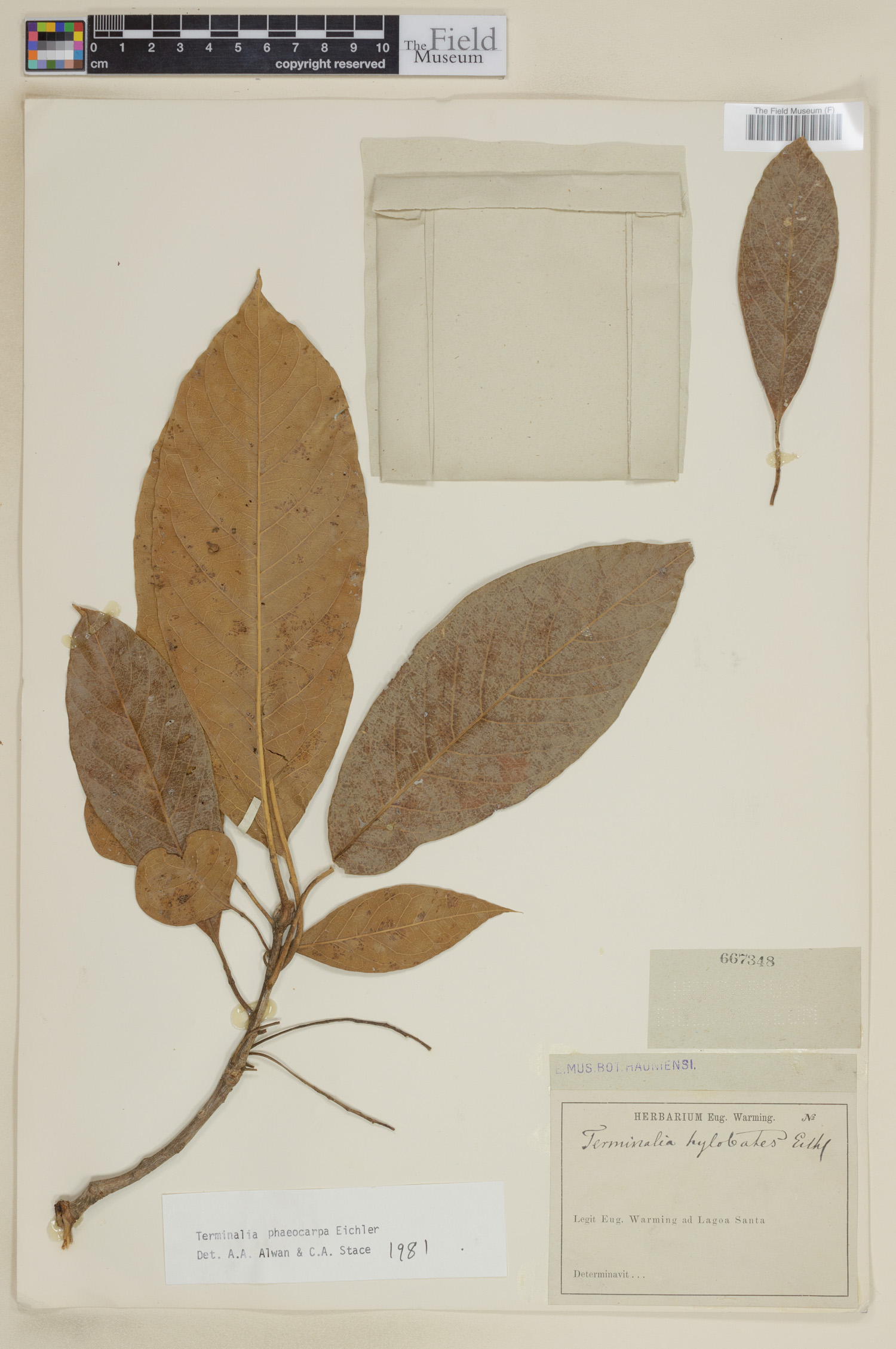 Terminalia phaeocarpa image