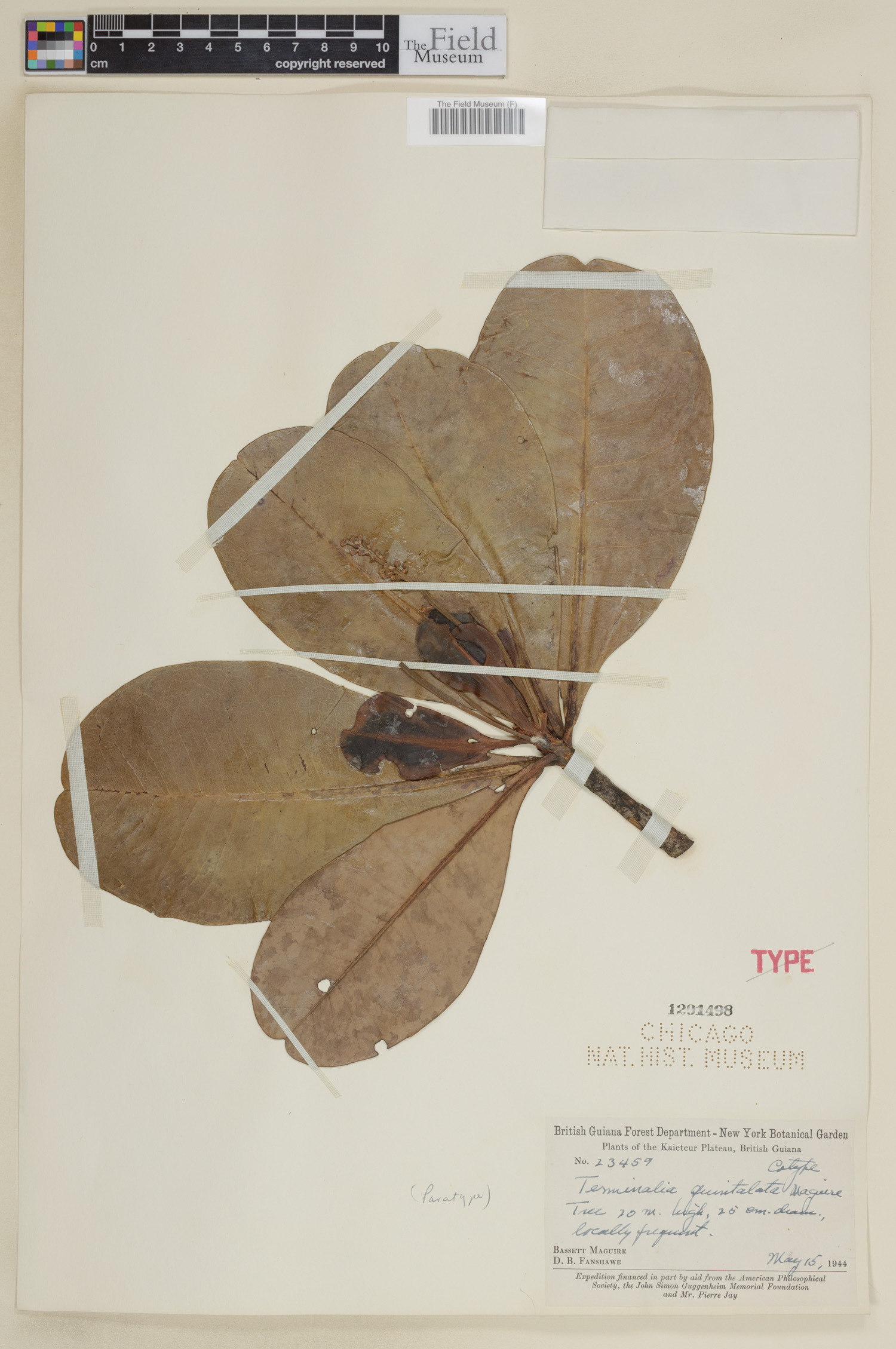 Terminalia quintalata image
