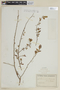 Terminalia triflora image