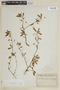 Terminalia triflora image