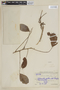 Picramnia latifolia image