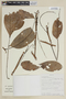 Picramnia latifolia image