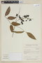 Picramnia ramiflora image