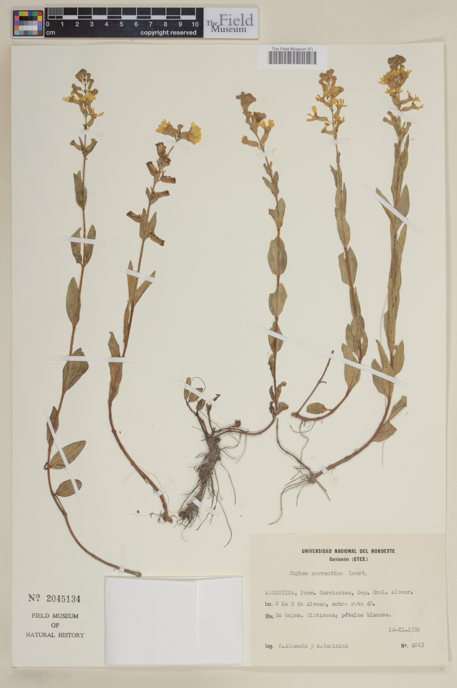 Cuphea racemosa var. ramosior image