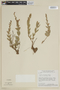 Cuphea crulsiana image