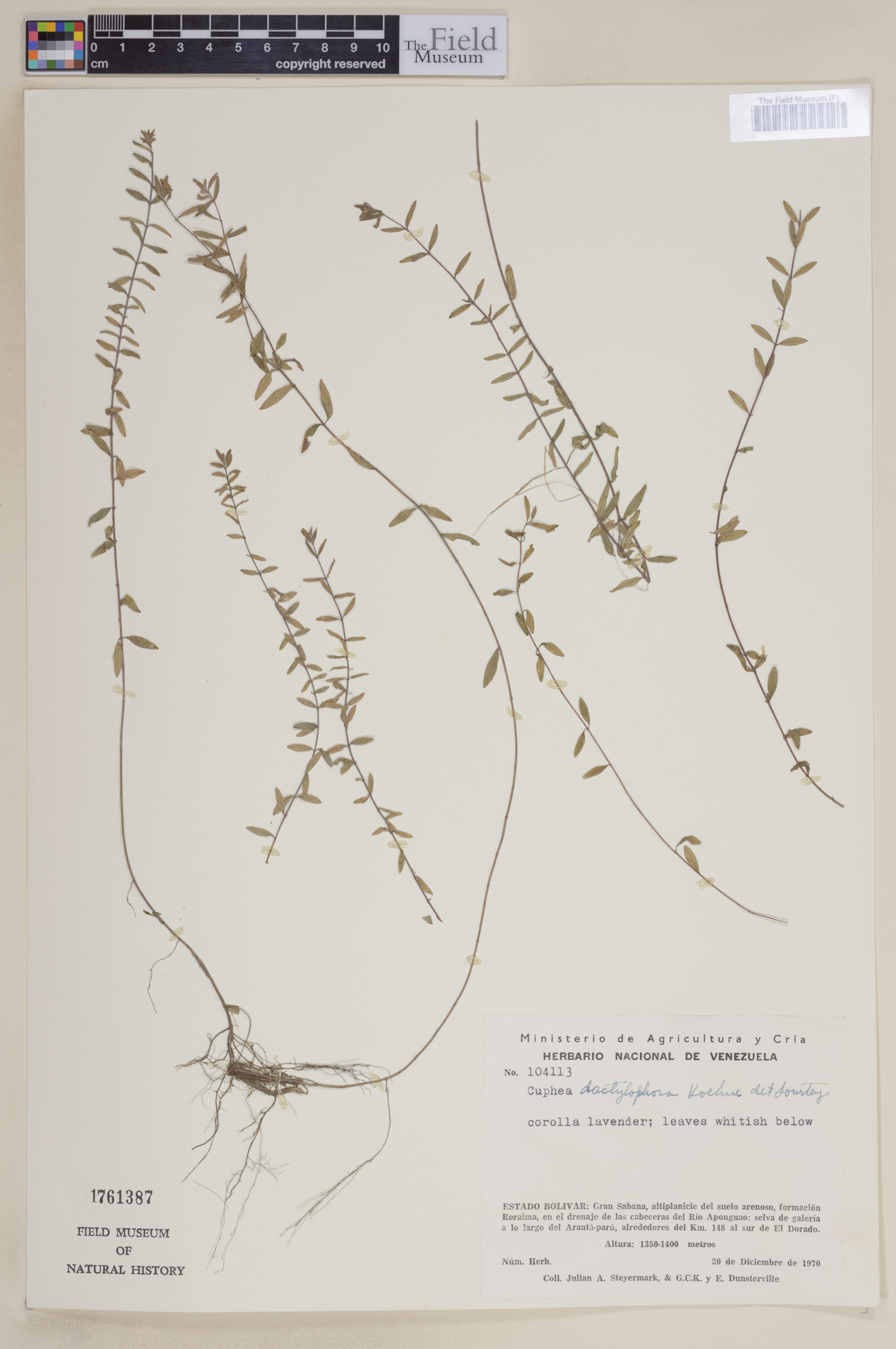 Cuphea dactylophora image