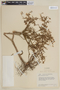Cuphea denticulata image