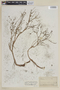 Cuphea denticulata image