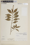 Cuphea epilobiifolia image