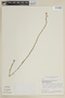 Cuphea spermacoce var. erectifolia image
