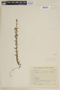Cuphea spermacoce var. erectifolia image