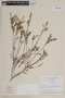 Cuphea ericoides var. ericoides image
