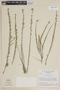 Cuphea ericoides image