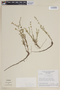 Cuphea ericoides image