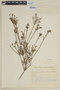 Cuphea ericoides var. ericoides image